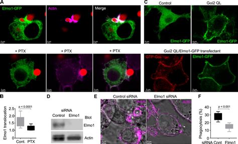 G I Signaling Recruits Elmo To The Phagocytic Cup To Enhance Zymosan