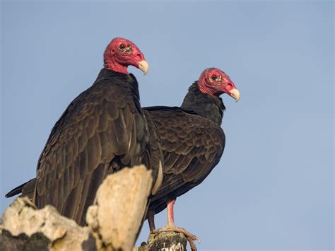 Turkey Vulture Nesting (Behavior, Eggs + Location) | Birdfact