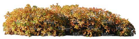 Cut Out Bush In Autumn Vishopper