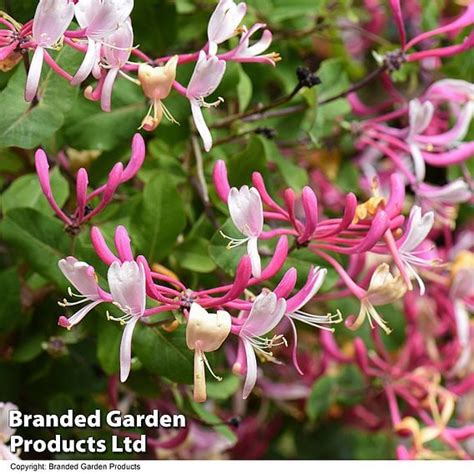 lonicera periclymenum dobies