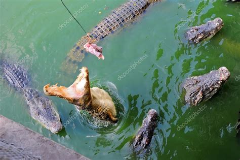 Thailand, Pattaya, crocodile farm — Stock Photo © aquqrius #18558147