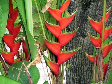 La Heliconia Rostrata Produce Espectaculares Inflorescencias