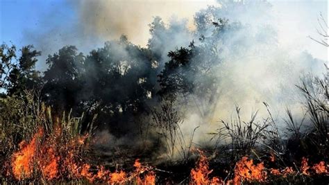 Los Incendios En El Delta Del Paraná Están Afectando A La Fauna