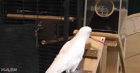 Cockatoos’ Ability to Use Tools Will Leave You Speechless – Madly Odd!