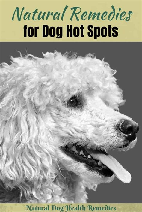 Natural Dog Hot Spots Remedies - A Dog Owner's Guide