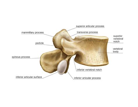 Lumbar Vertebrae Anatomy Lateral