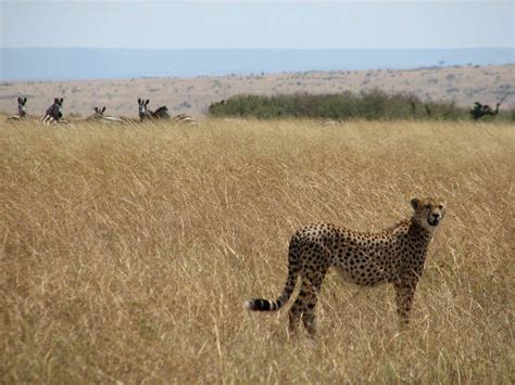 Cheetah and leopard - Mr Maher's animal website