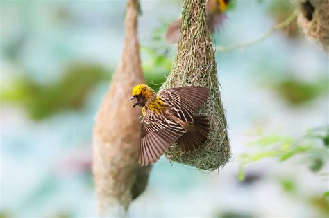Bright Yellow Weaver Bird on Nest Displaying Intricate Weaving · Free
