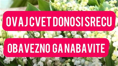 Ovaj CVET DONOSI SREĆU Tražena biljka na srpskim pijacama evo zašto