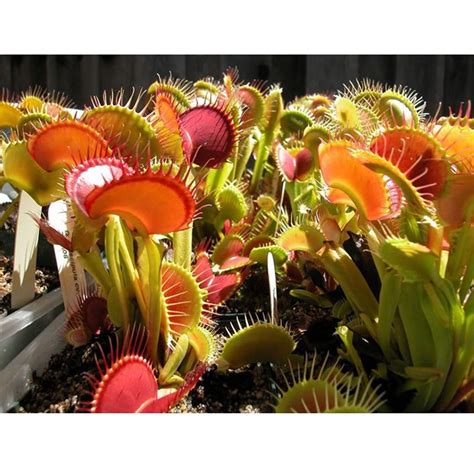 Buy Pieces Giant Clip Flytrap S Seed Rare Venus Flytrap Seed Dionaea