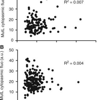 Functional Fluorescent MutL And MutS Co Localize On DNA Mismatches A