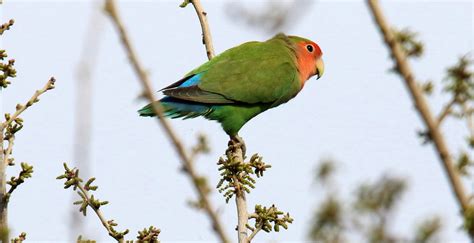 Rosy-faced Lovebird | Audubon Field Guide