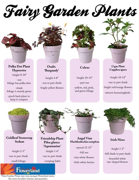 Flowerland S List Of Fairy Garden Plants These Plants Are Also Good For Terrariums Fairy