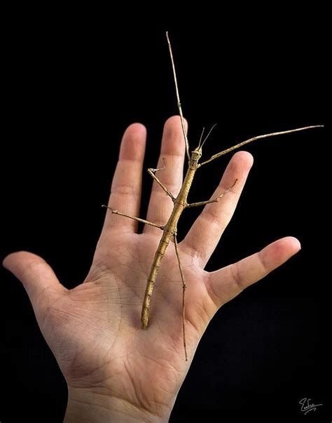 The Stick Bug By Endre Balogh Stick Bug Walking Stick Insect Bugs