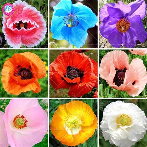 100pcs/bag Mixed colors Poppy Bonsai Flower Rare Papaver orientale potted plants for home garden ...