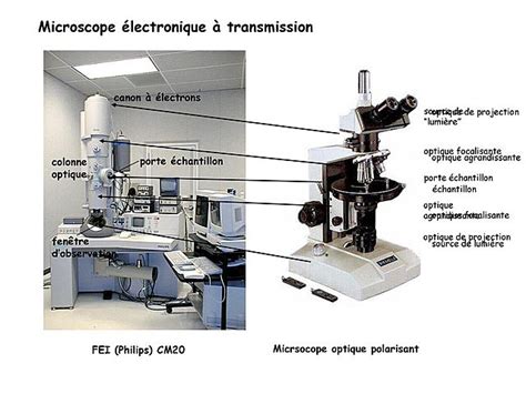 Evolution Microscope et théorie cellulaire timeline Timetoast