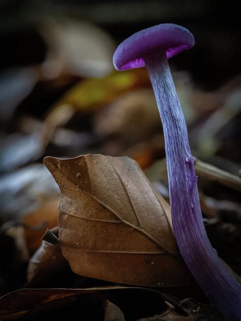 Purple Mushroom Photograph By Silke Gerlach Fine Art America