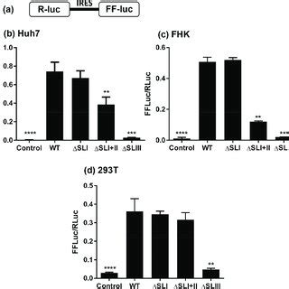 Structure of the HCV and EHcV 5′UTRs. (a) Experimentally determined ... 