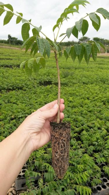 Plantas Que Atraem Energia Positiva Voc Precisa Ter Pelo Menos