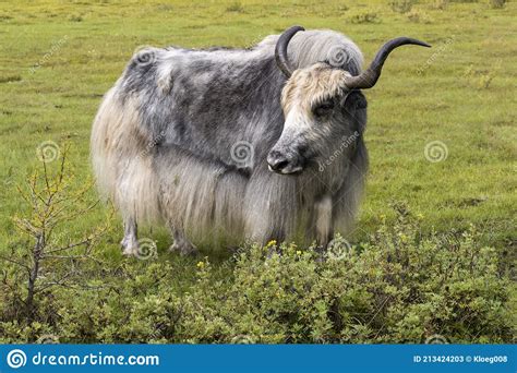 Yak Horns Fur Woodland Mongolia Stock Image - Image of agriculture ...