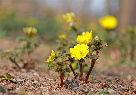 フクジュソウ福寿草の育て方と植物の特徴をわかりやすく解説