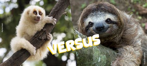 Sloth Versus Slow Loris - The Sloth Conservation Foundation