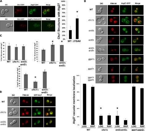 Pdf Atg P Localization Is Clathrin And Ent P P Dependent