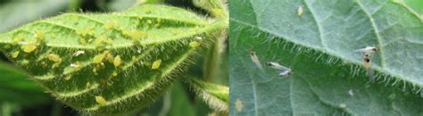 Soybean Aphid | InsectForecast