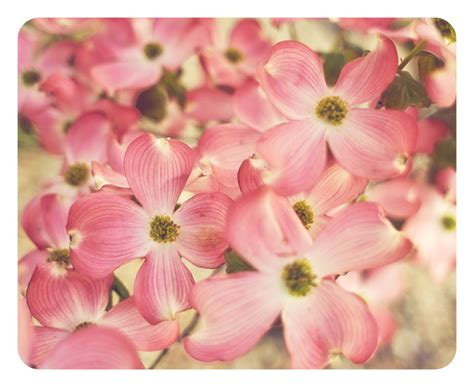 5 Quick Tips To Take Better Photographs Pink Dogwood Beautiful