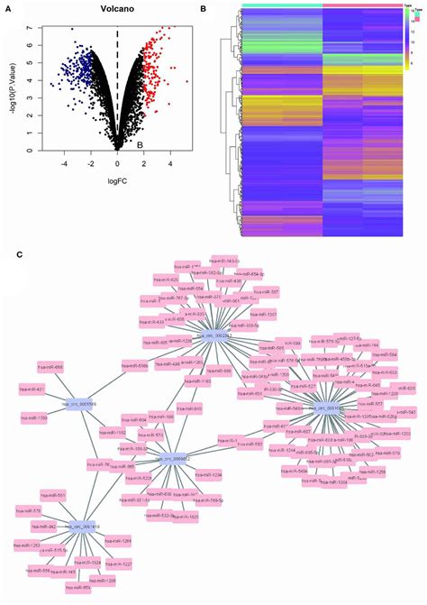 Frontiers Bioinformatics Analysis Of Stem Cell Circ Asb Signaling