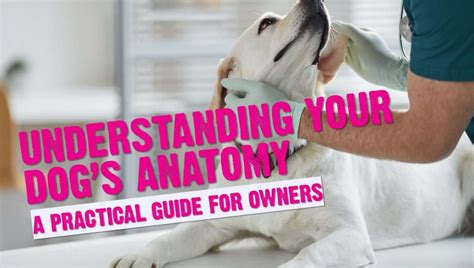 Your Dog's Body Explained (A Simple Guide To Your Dog's Anatomy)