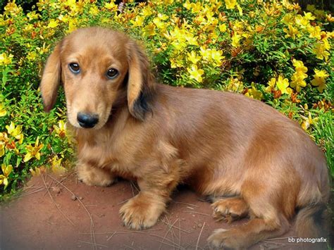 Top Image Miniature Long Haired Dachshund Thptnganamst Edu Vn