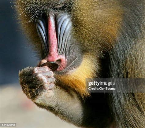 93 Monkey With Big Nose Stock Photos, High-Res Pictures, and Images ...