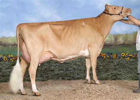 DAIRY CATTLE Australian Pure Holstein Crossbred Jersey Brown Swiss