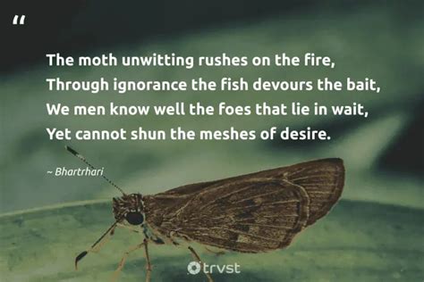 20 Fascinating Moth Quotes about the Nocturnal Insects