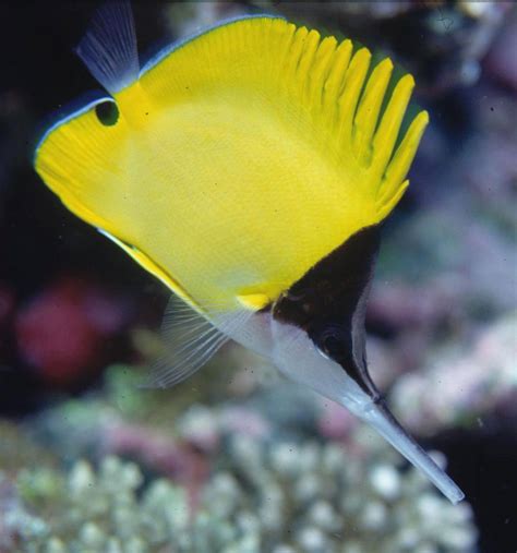 Longnose Butterflyfish Forcipiger Longirostris Broussonet 1782