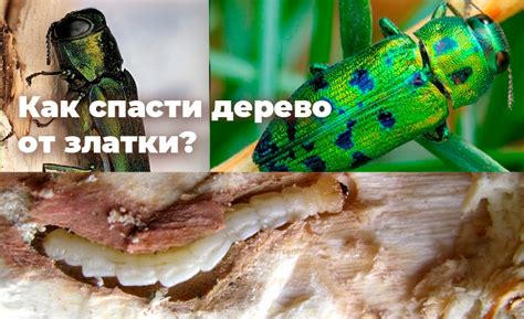 ЗЛАТКИ | Може