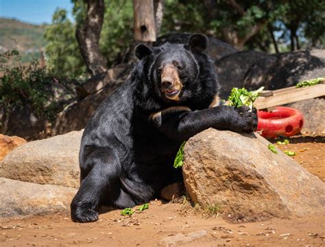 Alpine: Lions Tigers & Bears Sanctuary Visit And Feeding