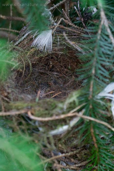 Hermit Thrush Nest – Sitka Nature