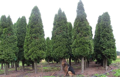 Edel Lebensbaum Smaragd H Cm Thuja Bestellen Der Pflanzenprofi