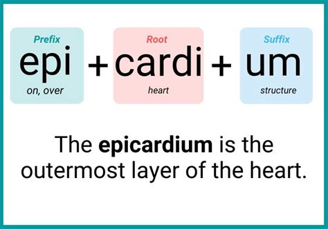 Medical Terminology Prefixes And Suffixes To Understand Anatomy An Hot Sex Picture