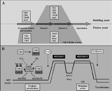 Regulation Of Meiotic Transitions In Yeast And Vertebrates A Budding