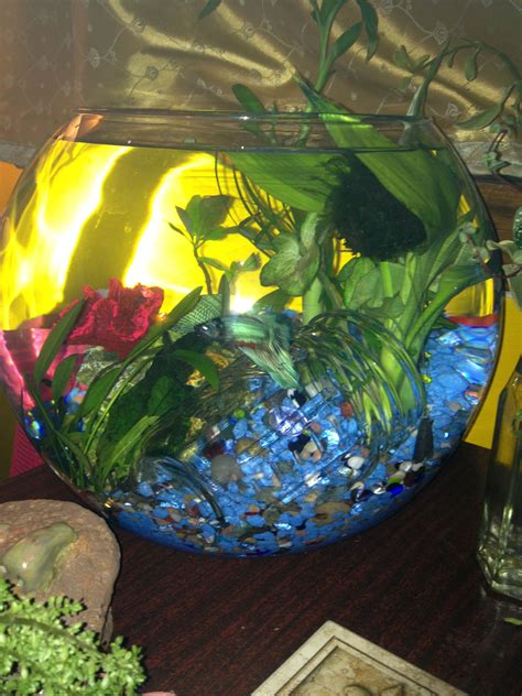 My Betta Fish Bowl About 3 Gallons Betta Fish Bowl Betta Fish