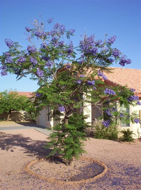 Phoenix Arizona Flowering Trees | Best Flower Site