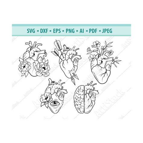 Heart Svg File Anatomical Heart Svg Human Heart Svg Anat Inspire