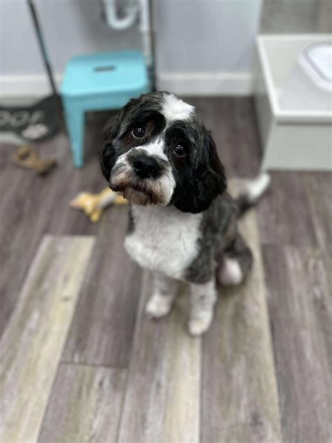 Dog for adoption - Jack, a Shih Tzu & Cavalier King Charles Spaniel Mix in Rochester, NY | Petfinder