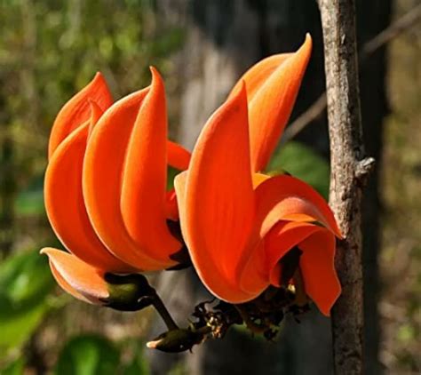 religious  scientific significance   palasha tree palash