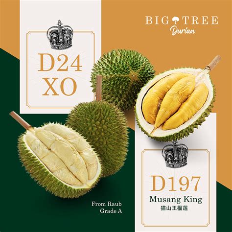 Big Tree Durian Archives Hamper Malaysia