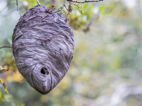 Hornet Nest Identification