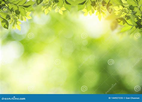 Fresh And Green Leaves Green Bokeh On Nature Abstract Blur Background